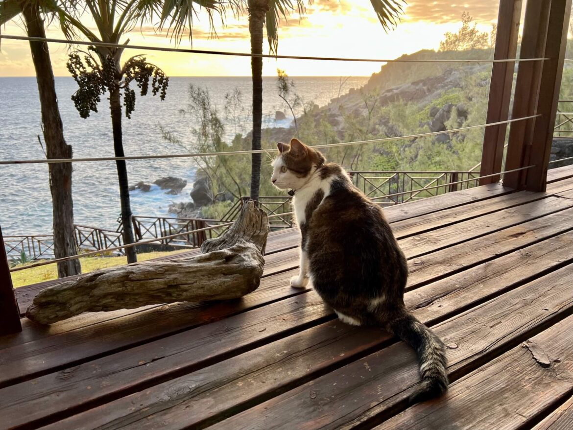 Voyager avec son chat à l'étranger